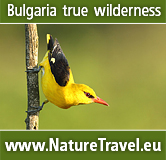 Birdwatching and Wildlife Photography Tours in BULGARIA. Cottage to rent