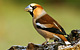 Thousands of photos and videos of birds
