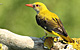 More than 850 species birds of Europe