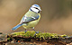 Find birds by country