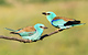 Learn more about birds